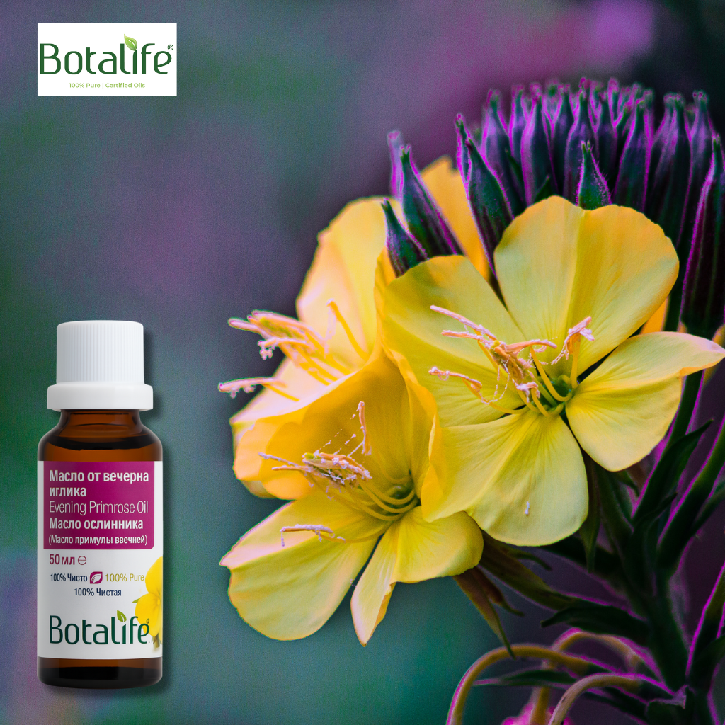Вечерна примроза – вечерна иглика масло от вечерна иглика 50мл Botalife с цветове и бутилка, натурална козметика, рициново масло, етерични масла