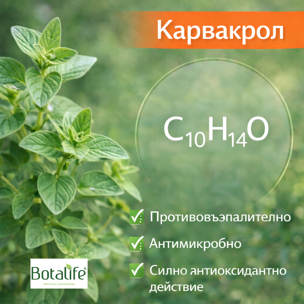 Карвакрол – благоприятни ползи за здравето: листа от риган с формула C10H14O и ползи (противовъзпалително, антимикробно, антиоксидантно)