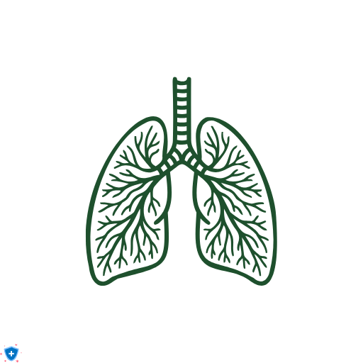Илюстрация на бели дробове с бронхиални разклонения, символ за дихателно здраве и етерични масла при запушен нос и ароматерапия