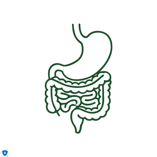 Илюстрация на стомашно-чревен тракт, подходящо за статии за черен кимион, масло, храносмилане, пробиотици и здраве