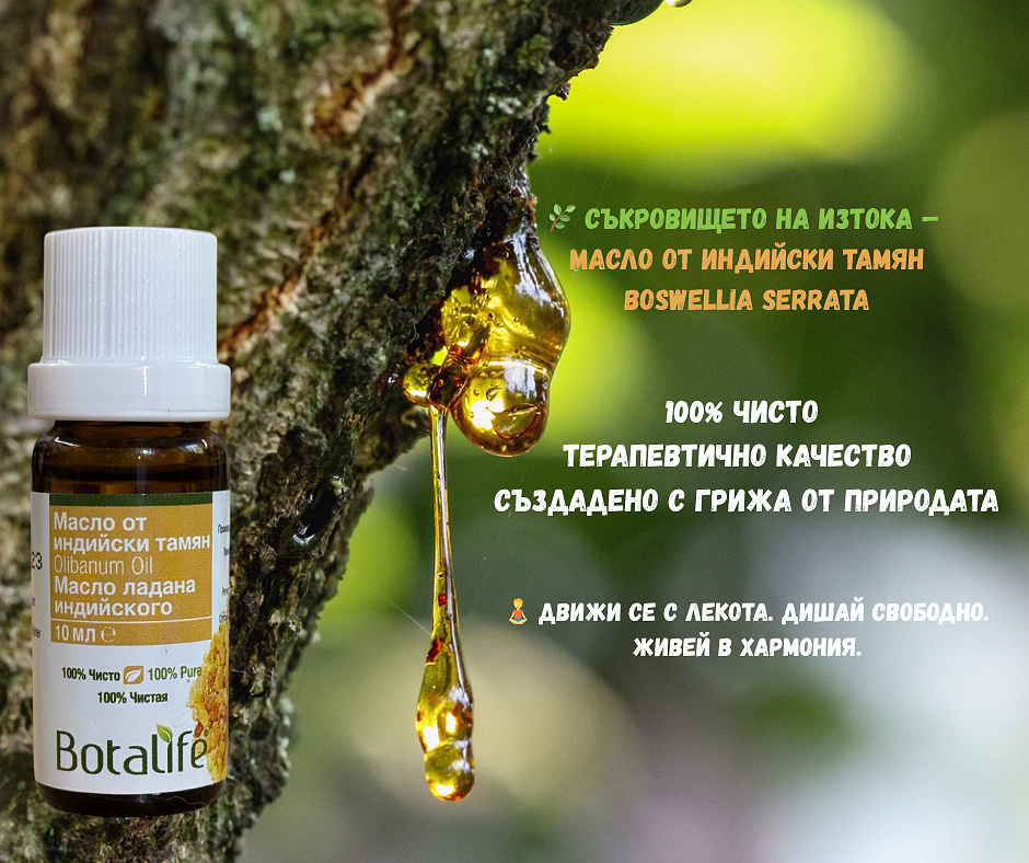 Етерично масло от индийски тамян, 10 мл - флакон и капки балсам олибанум на дърво за ароматерапия и натурална козметика