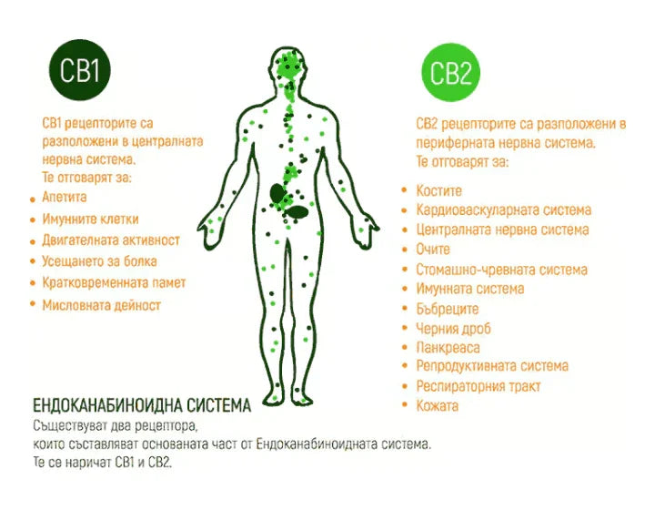 CBD за домашни любимци: Какво, как и защо?