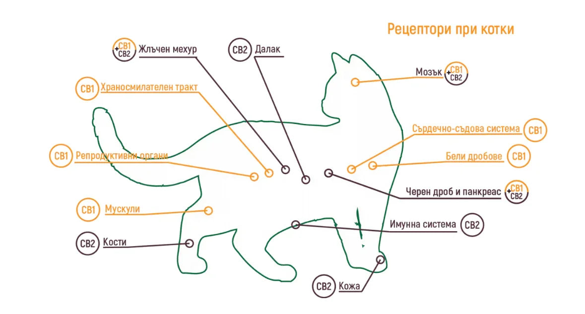 CBD за домашни любимци: Какво, как и защо?