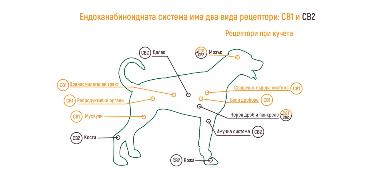 CBD за домашни любимци: Какво, как и защо?